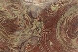 Polished, Neoproterozoic Stromatolite (Conophyton) - Morocco #350894-1